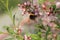 a bee pollinates wild almond flowers