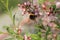 a bee pollinates wild almonds