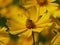 A Bee Pollinates a Yellow Flower