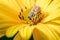 Bee pollinates a yellow flower/bee pollinates a yellow flower, selective focus