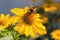 Bee pollinates a yellow flower close-up