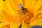 Bee pollinates yellow flower/pollination of a yellow flower by a bee