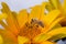 Bee pollinates yellow flower/pollination of a yellow flower by a bee