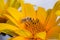 Bee pollinates yellow flower/pollination of a yellow flower by a bee