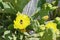 The bee pollinates the yellow flowers and ovaries of the edible prickly pear cactus, close-up