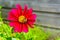 Bee pollinating big pink red cosmos flower macro close up