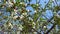 bee pollinating on blooming cherry tree at sunny spring day