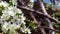 bee pollinating on blooming cherry tree at sunny spring day