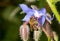 Bee pollinating Blue Purple Starflower Borago Officinalis