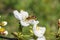 Bee pollinating cherry beautiful flower close up