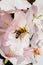 Bee pollinating cherry flowers