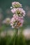 Bee pollinating chive blossoms in focused foreground riverwalk during summer.