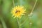 Bee pollinating common hawkweed flower closeup view with blurred background