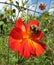 Bee Pollinating a Cosmos Flower