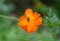 Bee pollinating a Cosmos Sulphureus