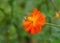 Bee pollinating a Cosmos Sulphureus, a tall orange flower