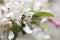 Bee pollinating crabapple blossoms, side view