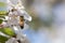 Bee pollinating crabapple blossoms, top view