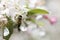 Bee pollinating crabapple blossoms, top view