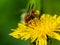 Bee pollinating on a dandelion blossom