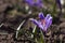 Bee pollinating the early spring flowers - lilac crocus. Crocuses with a worker honey bee feeding on nectar, macro background