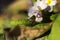 Bee pollinating the early spring flowers - primrose. Primula vulgaris with a worker honey bee feeding on nectar, macro background