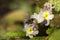 Bee pollinating the early spring flowers - primrose. Primula vulgaris with a worker honey bee feeding on nectar, macro background