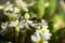 Bee pollinating the early spring flowers - primrose. Primula vulgaris with a worker honey bee feeding on nectar, macro background