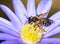 Bee pollinating on a flower blossom