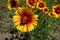 Bee pollinating flower of Gaillardia aristata