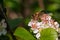 Bee pollinating the flowers of blooming black chokeberry