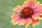 A bee Pollinating Flowers gaillardia aristata
