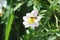 Bee pollinating glaucous dog rose close-p macro view