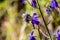 Bee pollinating Larkspur Delphinium variegatum wildflowers, San Francisco bay area, California