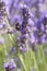 Bee pollinating lavender flowers