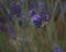 Bee pollinating lavender plant with Lavender in the background