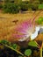 Bee pollinating lush flower on fly