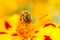 Bee Pollinating Marigold (Tagetes) Flower