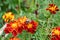 Bee pollinating Marigold, Tagetes flowers blooming