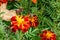 Bee pollinating Marigold, Tagetes flowers blooming