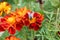 Bee pollinating Marigold, Tagetes flowers close-up