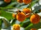 A bee pollinating orange ball tree flowers, Buddleja globosa