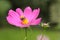 Bee pollinating pink cosmea flower