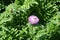 Bee pollinating pink flower of Centaurea dealbata in May