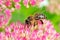 Bee Pollinating Pink Sedum Flowers