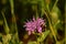 Bee Pollinating a Purple Bee Balm Blooming