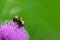 The bee is pollinating the purple blossoming plant on the green blurred background