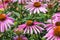 Bee pollinating purple echinacea, or cone flower, in garden surrounded by other cone flowers and bud