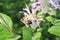 Bee pollinating purple wildflower