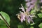 Bee pollinating purple wildflower